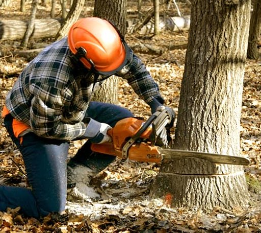 Tree Removal in Marquette, NE